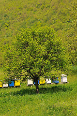 Image showing bee home at meadow