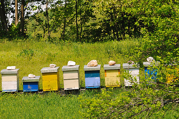 Image showing bee home at meadow