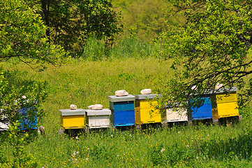 Image showing bee home at meadow