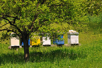 Image showing bee home at meadow