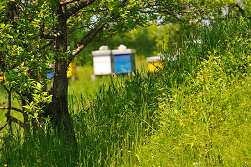 Image showing bee home at meadow