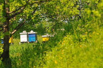 Image showing bee home at meadow