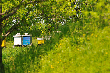 Image showing bee home at meadow