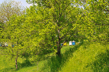 Image showing bee home at meadow