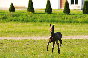 Image showing baby horse