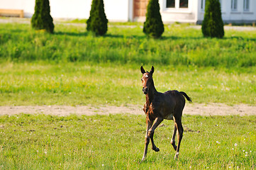 Image showing baby horse