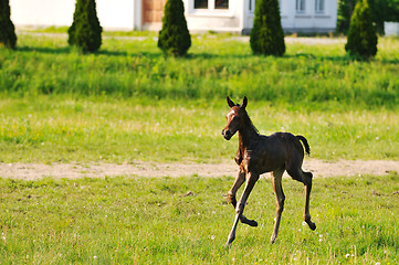 Image showing baby horse