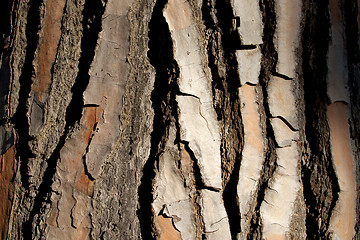 Image showing bark two H