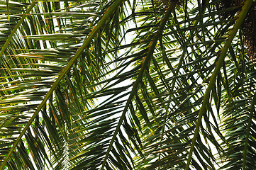 Image showing palm branches background