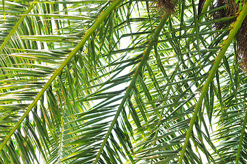 Image showing palm branches background