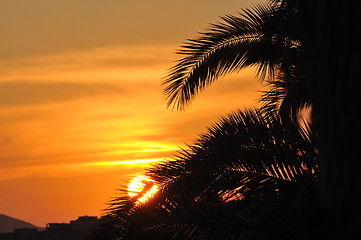 Image showing palm branches background