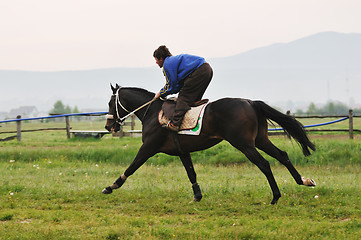 Image showing horse nature