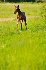 Image showing baby horse