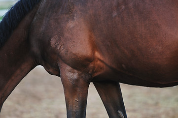 Image showing horse nature