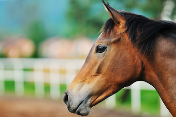 Image showing horse nature