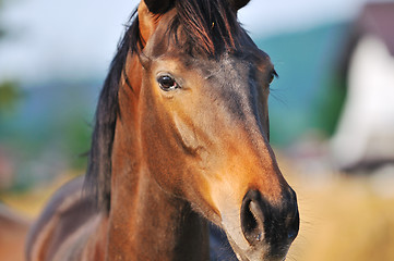 Image showing horse nature