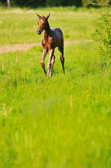 Image showing baby horse