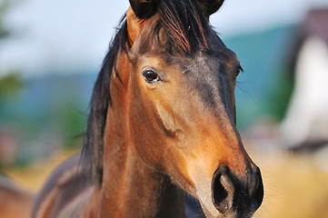 Image showing horse nature