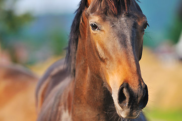 Image showing horse nature