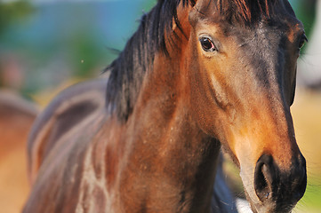 Image showing horse nature