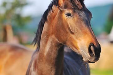 Image showing horse nature