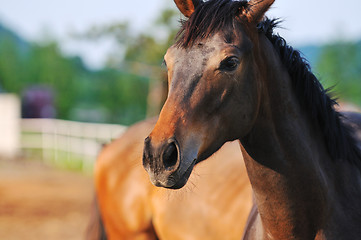 Image showing horse nature