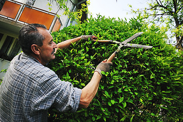 Image showing man garden work