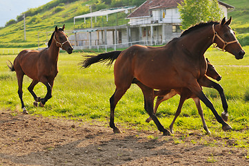 Image showing horse nature