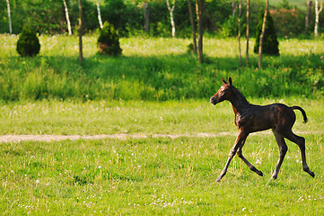 Image showing baby horse