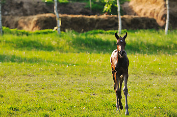 Image showing baby horse