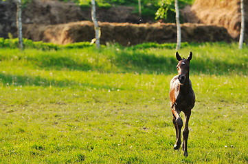 Image showing baby horse