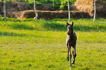 Image showing baby horse