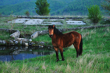 Image showing horse nature