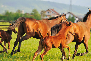 Image showing horse nature