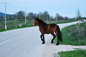 Image showing horse nature