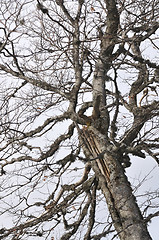 Image showing winter tree