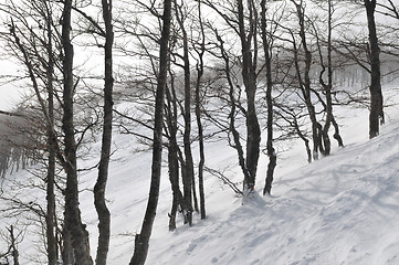 Image showing winter landscape