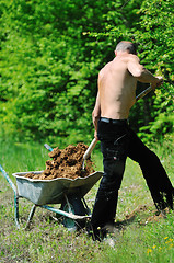 Image showing man garden work