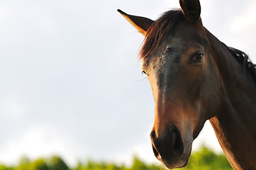 Image showing horse nature