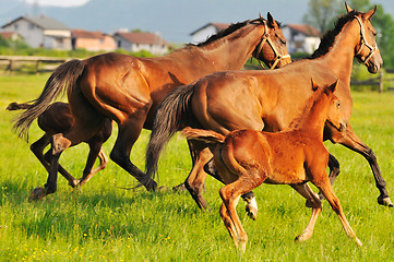 Image showing horse nature