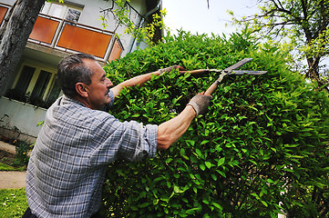 Image showing man garden work