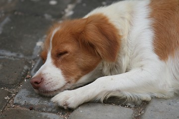 Image showing Sleeping dog