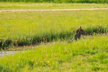 Image showing baby horse