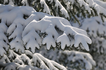 Image showing snow on tree at beautiful winter season day