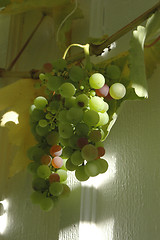 Image showing Grapes