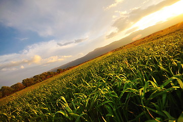 Image showing beautiful sunset in nature