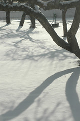 Image showing Snow in the garden