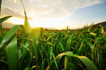 Image showing beautiful sunset in nature