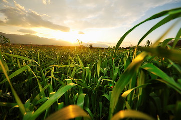 Image showing beautiful sunset in nature