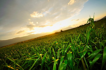 Image showing beautiful sunset in nature